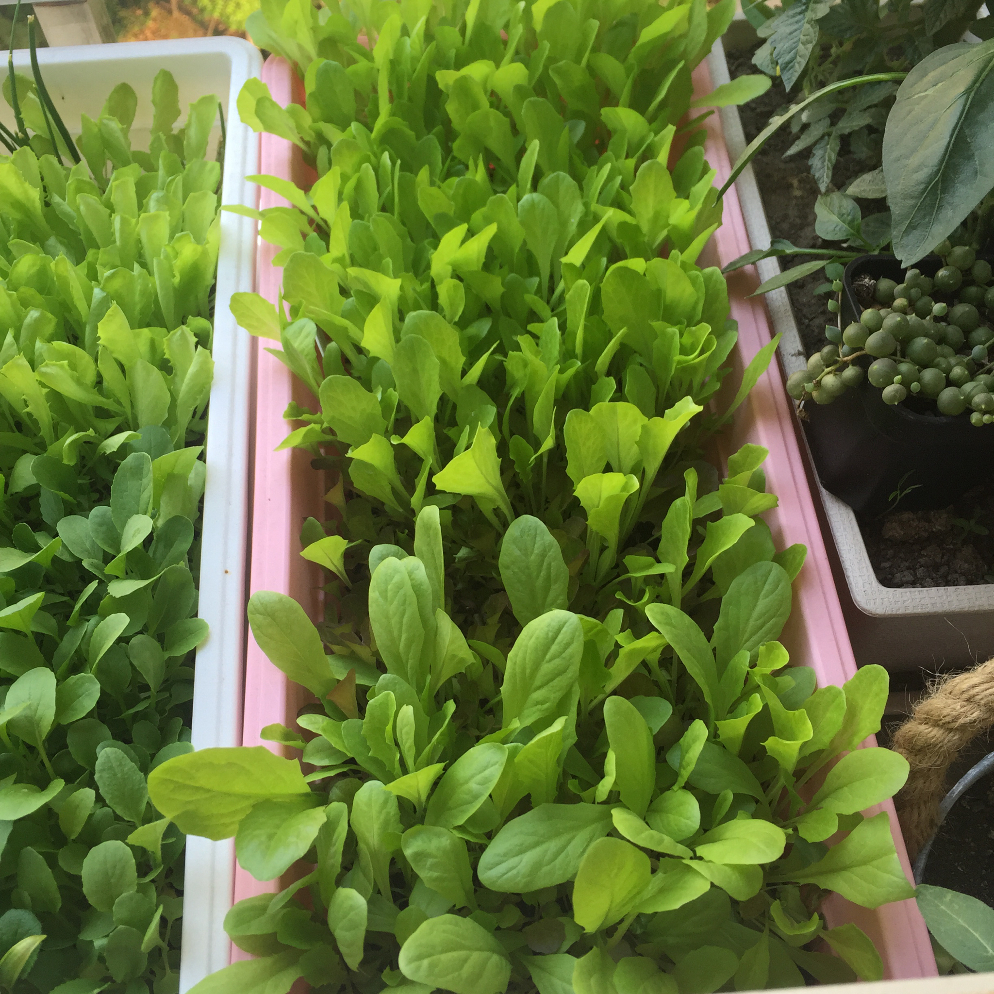 生菜（色拉用）生长记