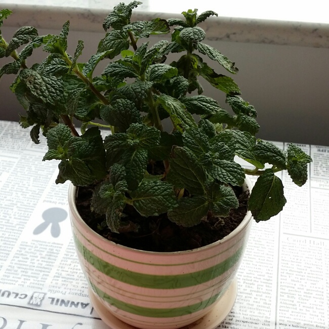 厨房、餐桌、阳台上的鲜花