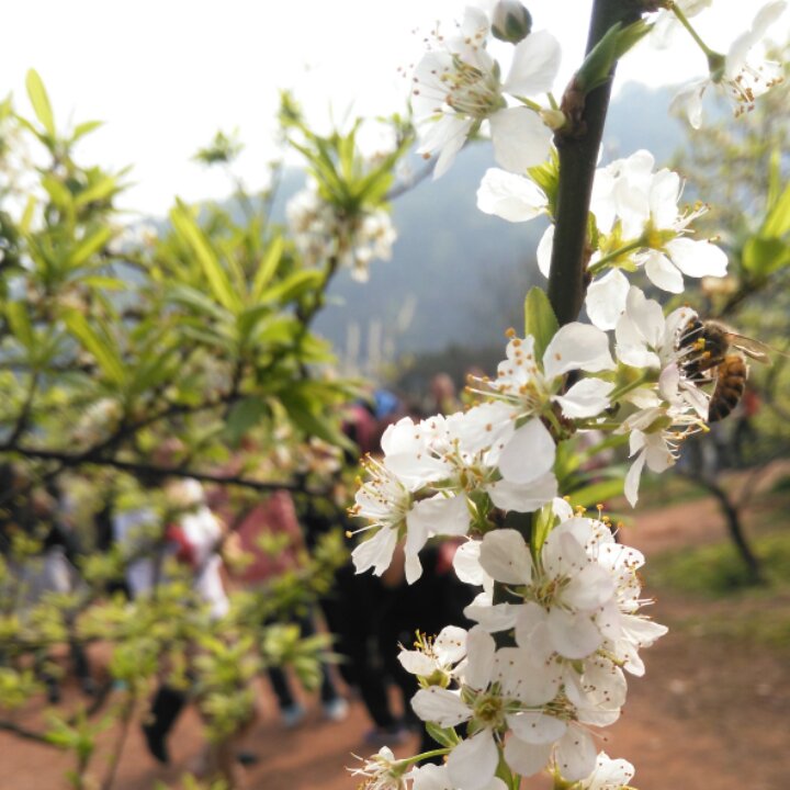 搬一座花园回家