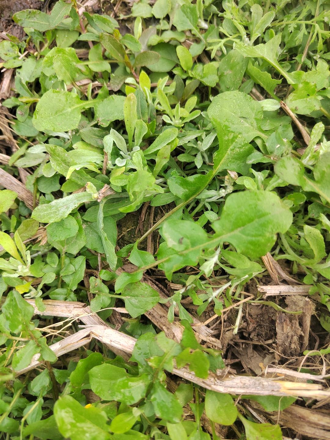 鸡蛋荠菜（野菜）饼，吃出春天的味道