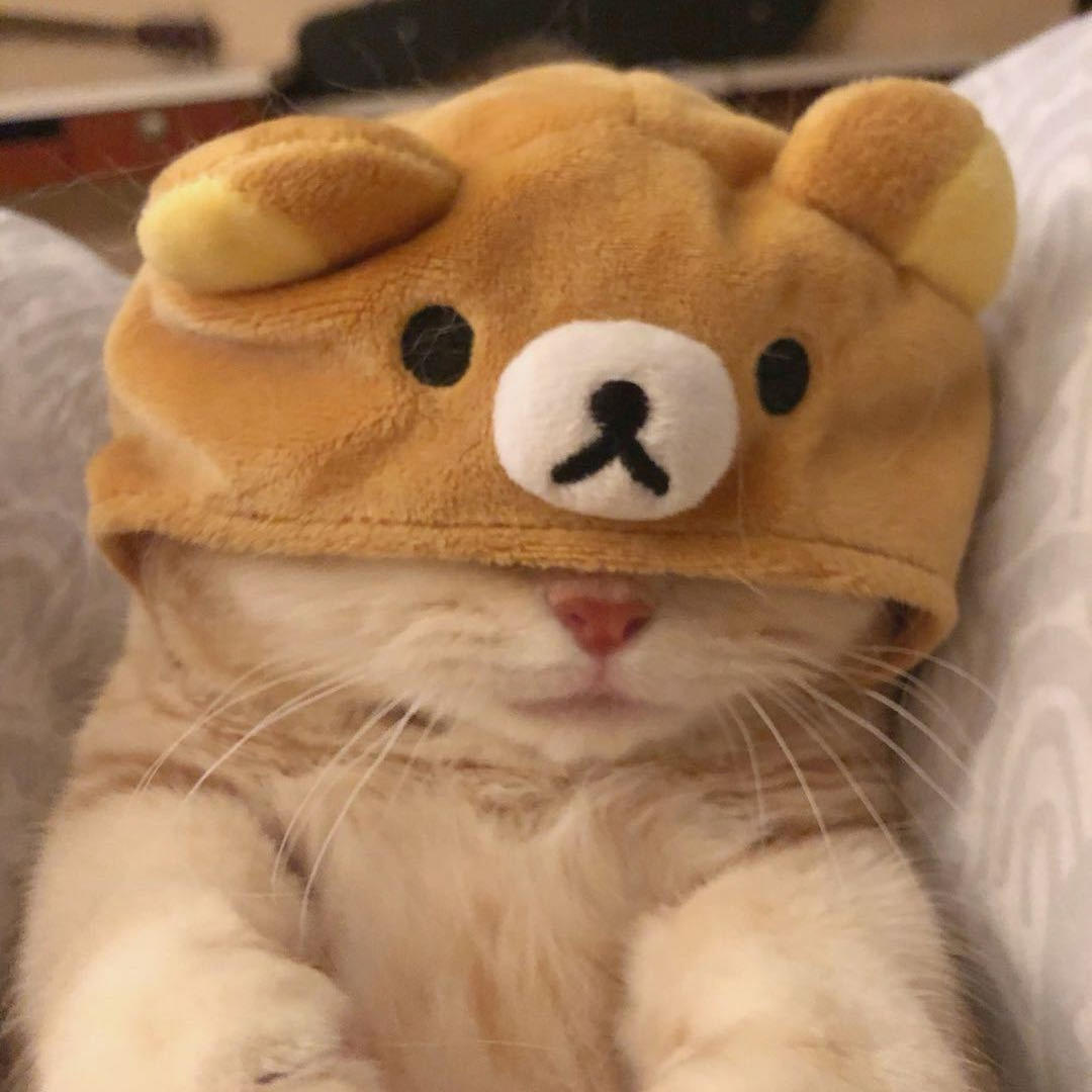 栗栗壳