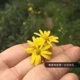 Nana说肥死我算了
