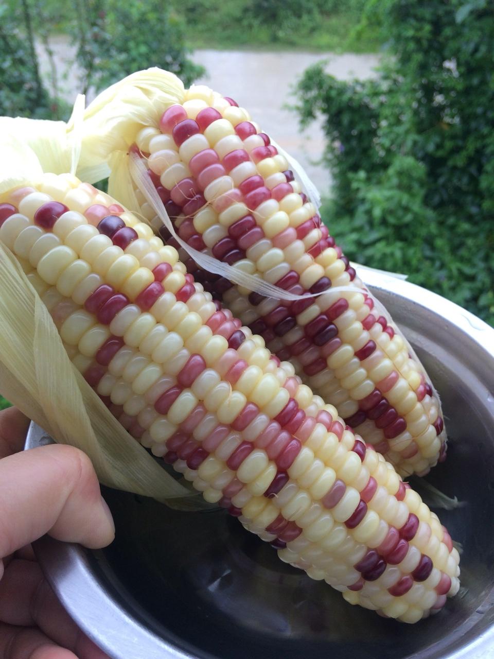 煮玉米香糯的窍门