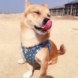 钢炮炮哟