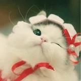 碧游小仙女