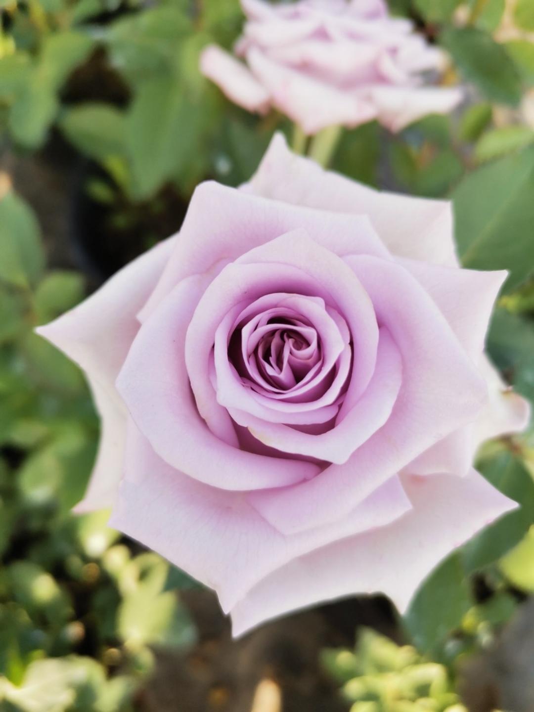 爱做美食的小饼子