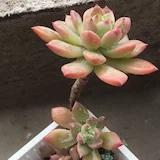 钱多多薛
