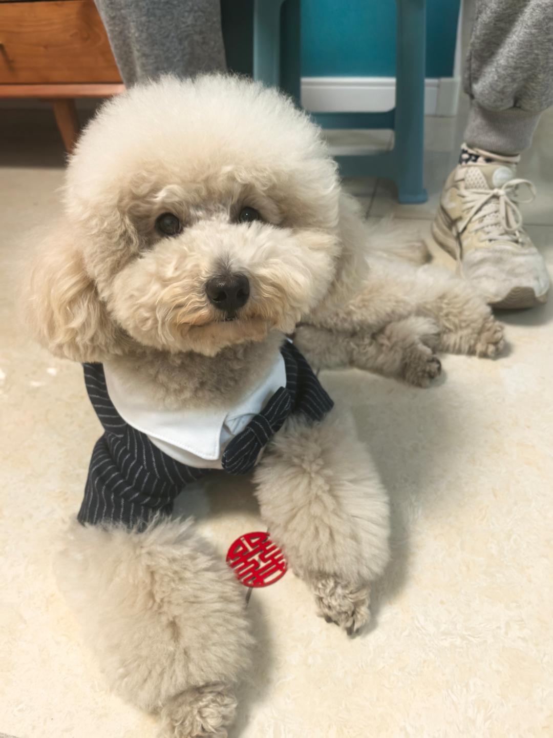 李想的饲养食谱