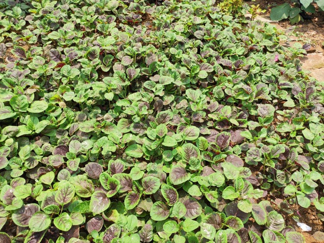 我家小院