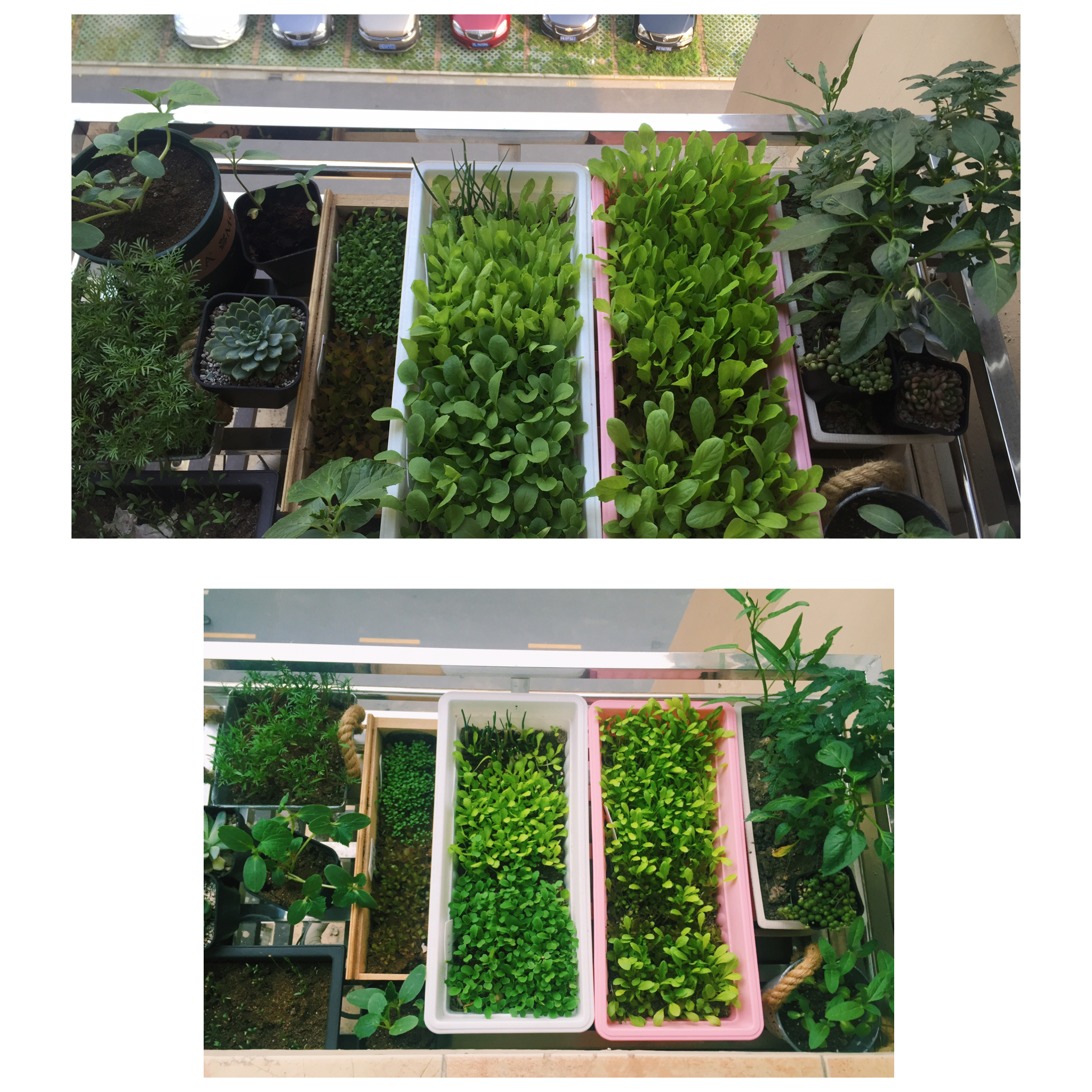 生菜（色拉用）生长记