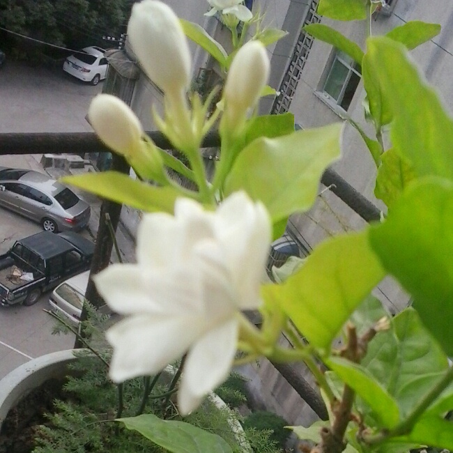 茉莉花茶