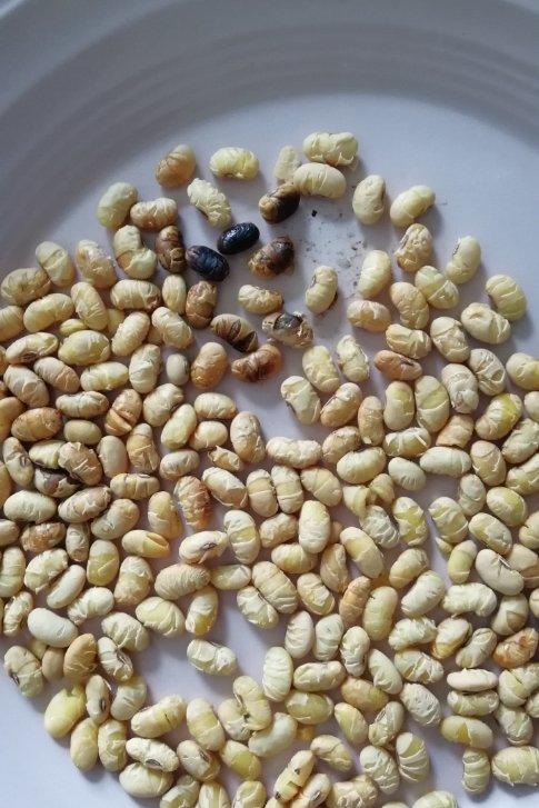 落寞冰泠做的黄豆酥微波炉懒人版