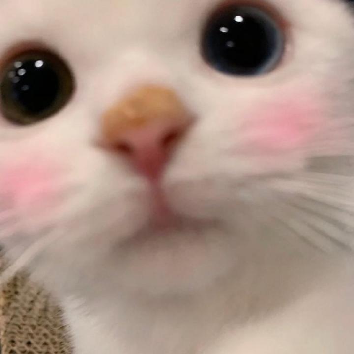 朱丽耶耶耶