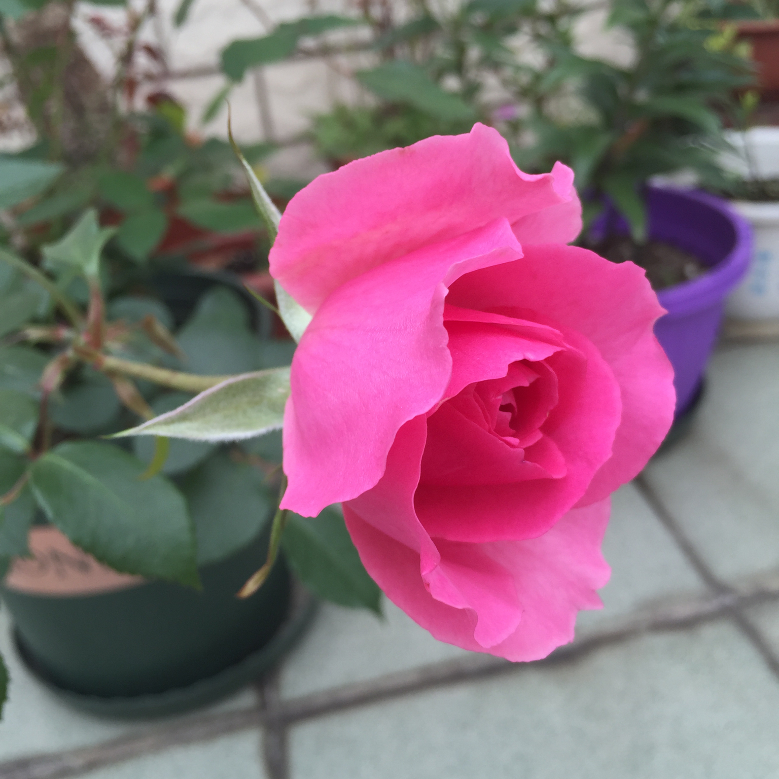 花，一辈子爱上你