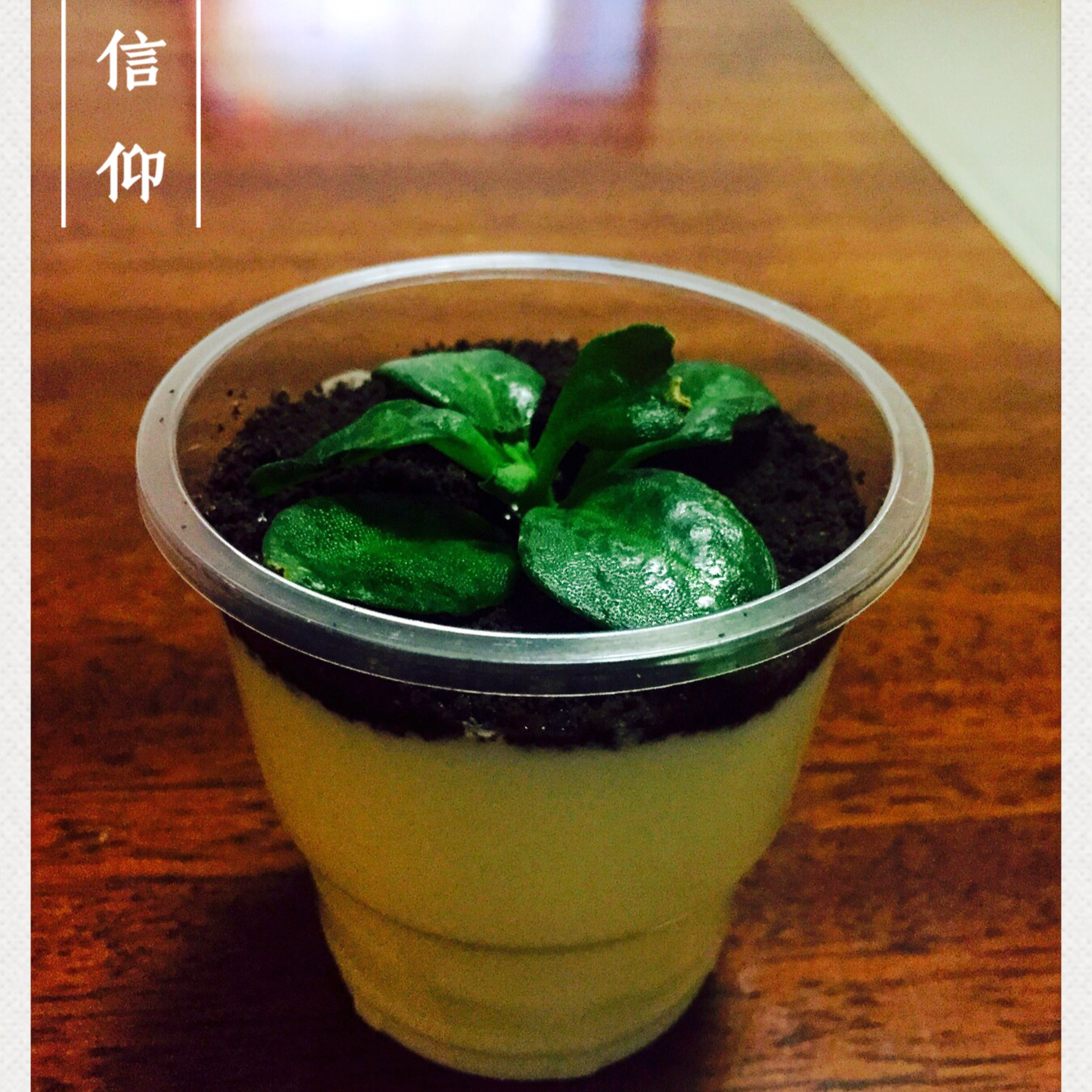 盆栽酸奶