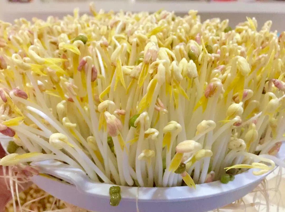 自发绿豆芽（豆芽机版）的做法