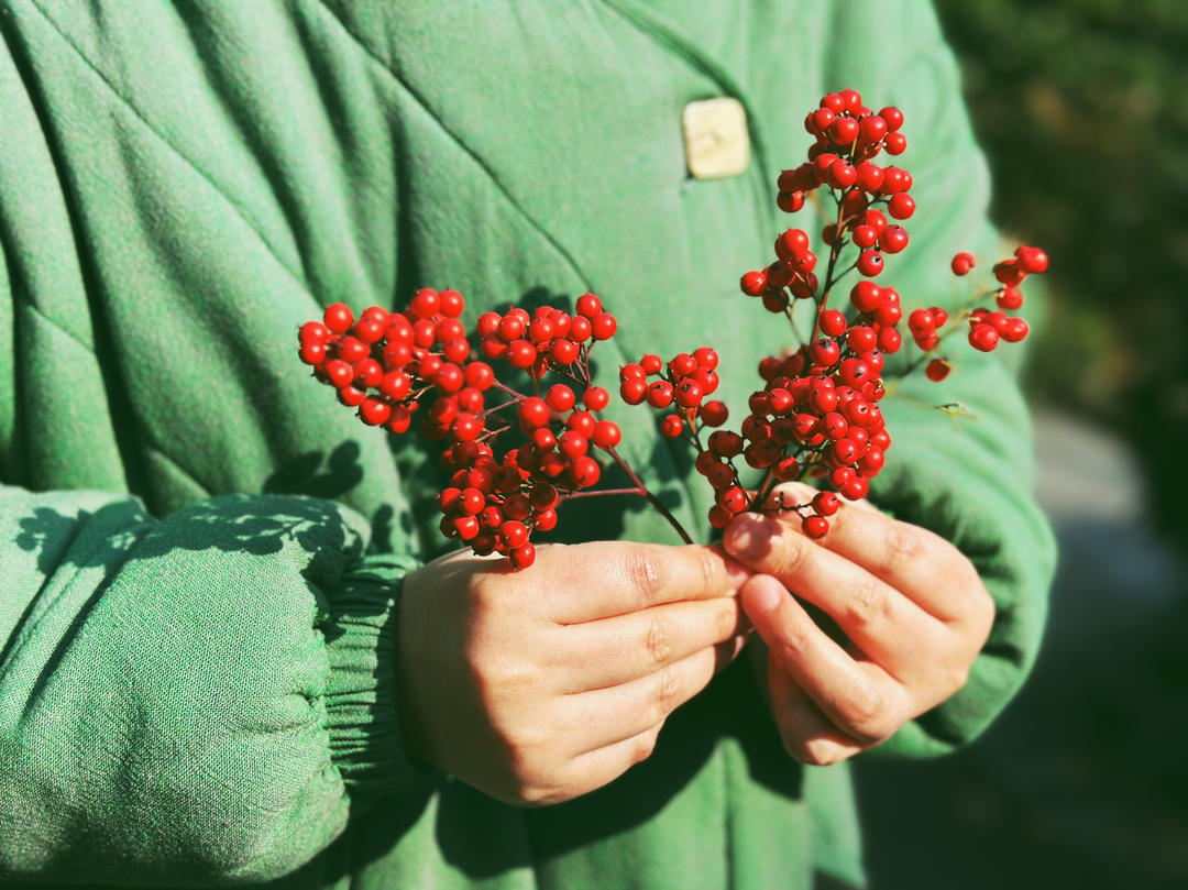 pandalipa