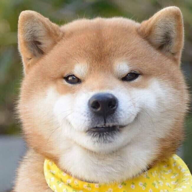 马卡龙从没成功过