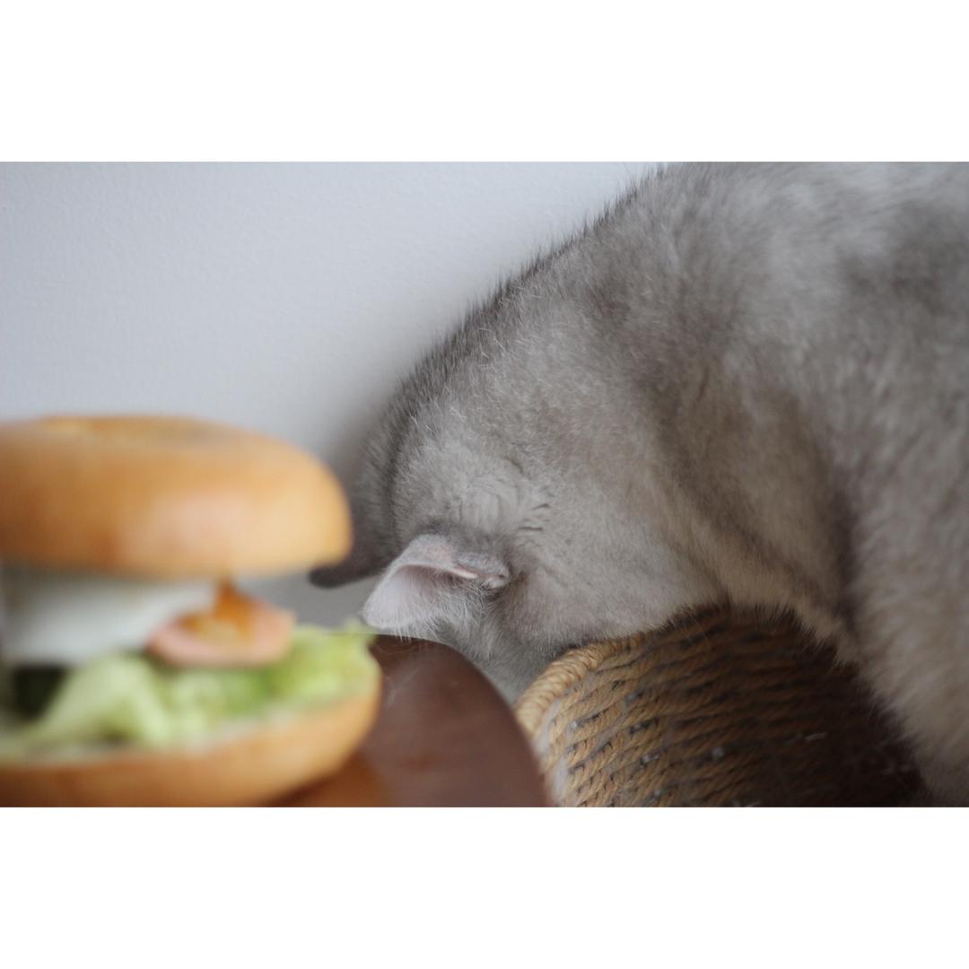 开启贝果的一百种吃法【健康一手握】