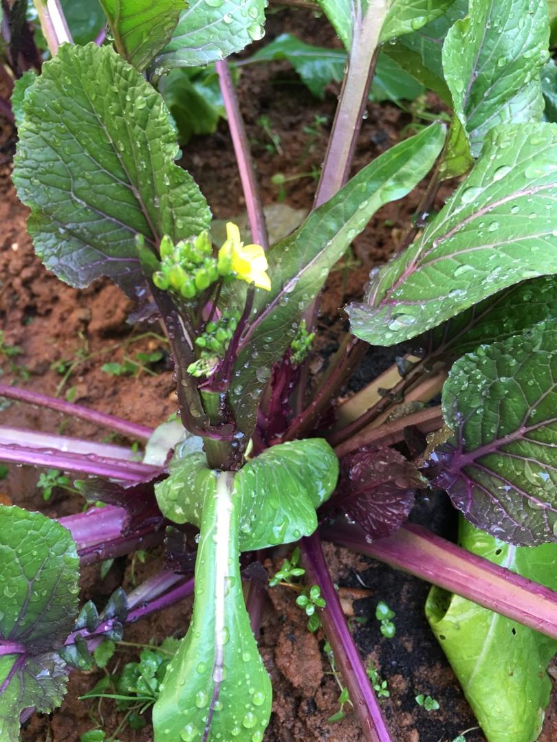 我的食材花园