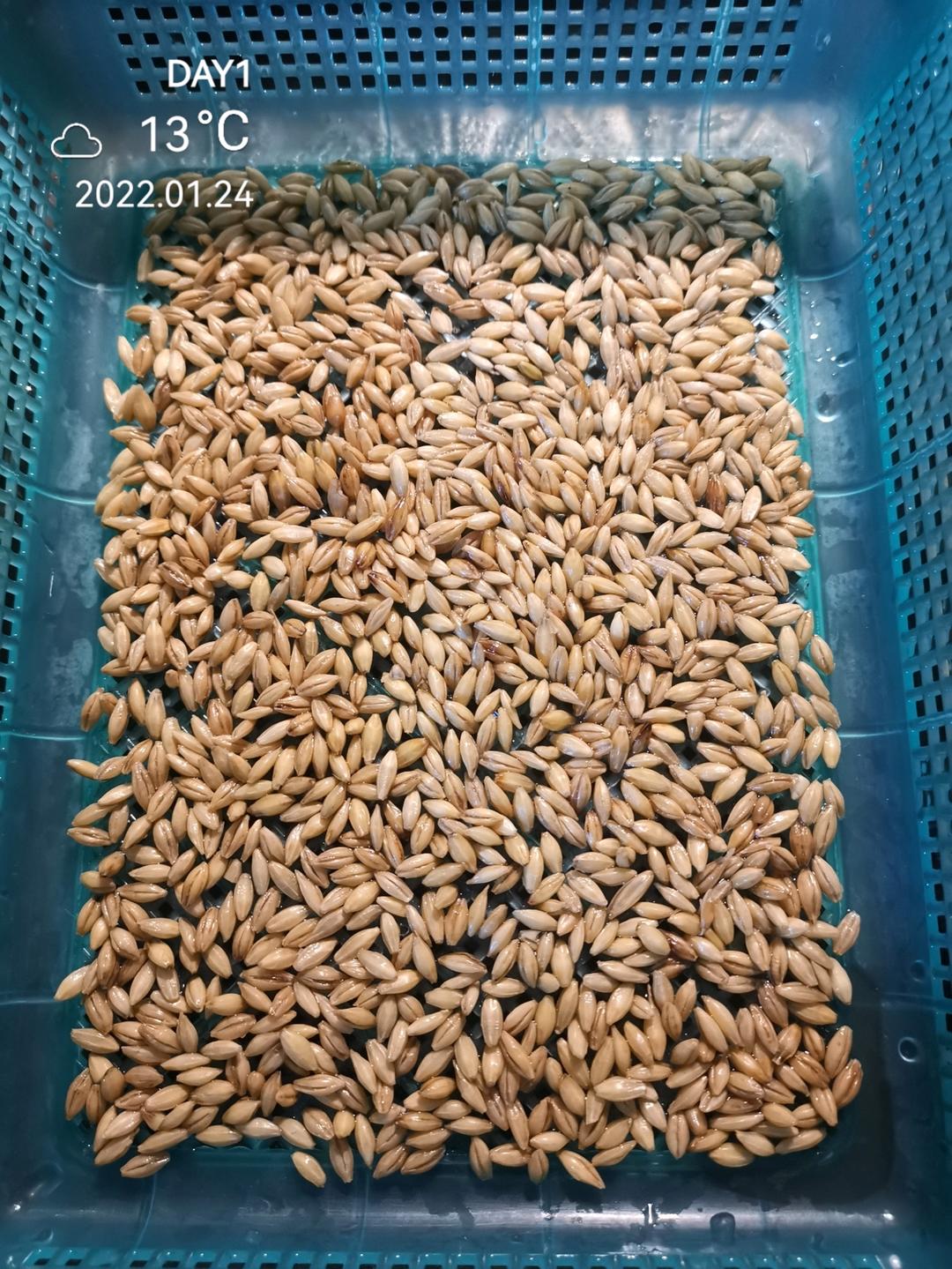 超简单的自制麦芽糖