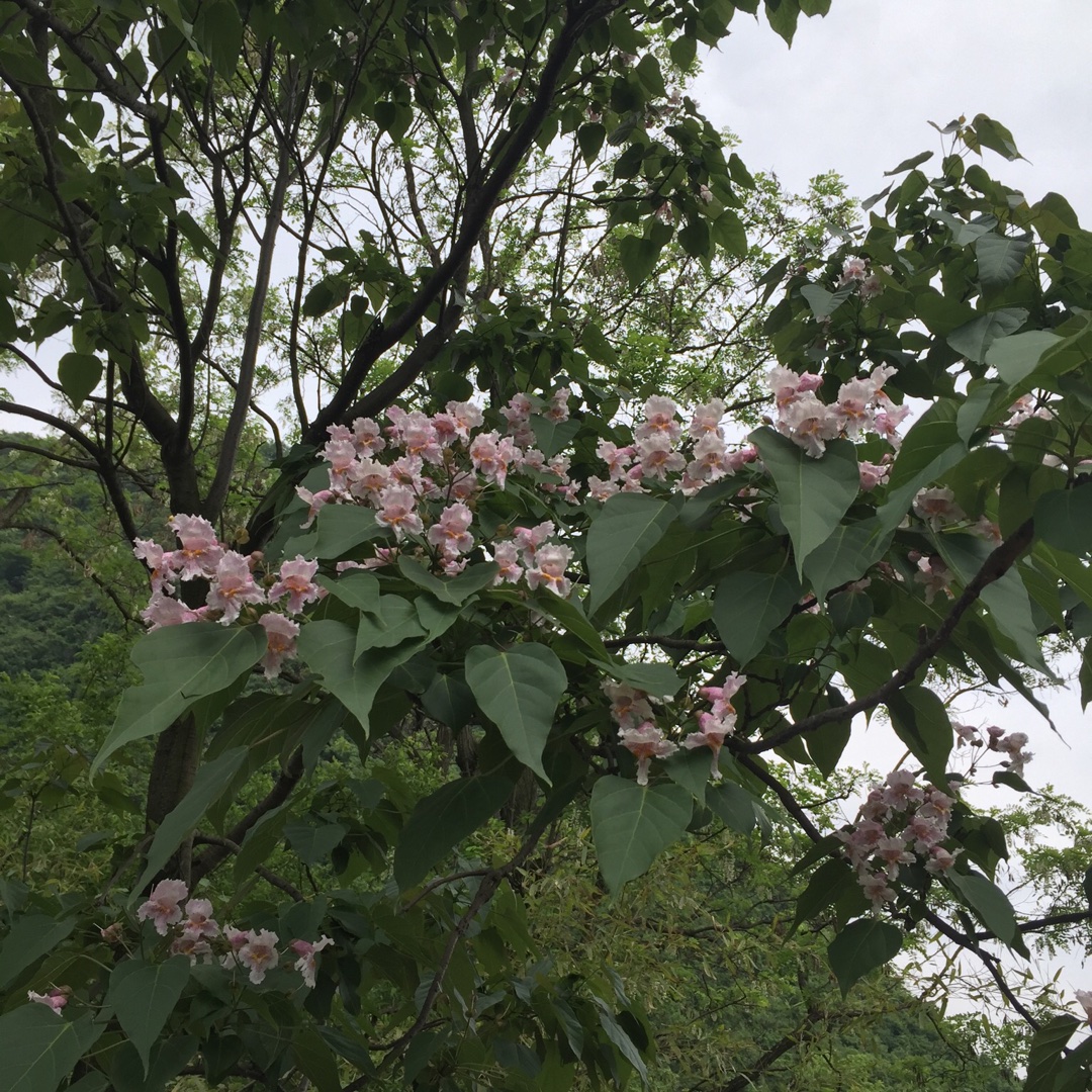 我的宝贝小牛牛