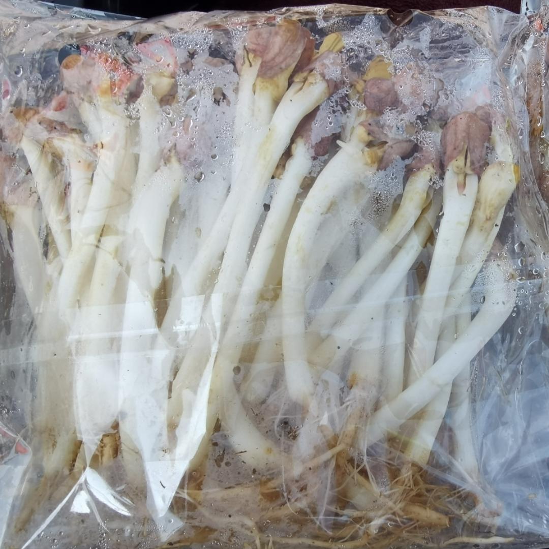 大理花生芽