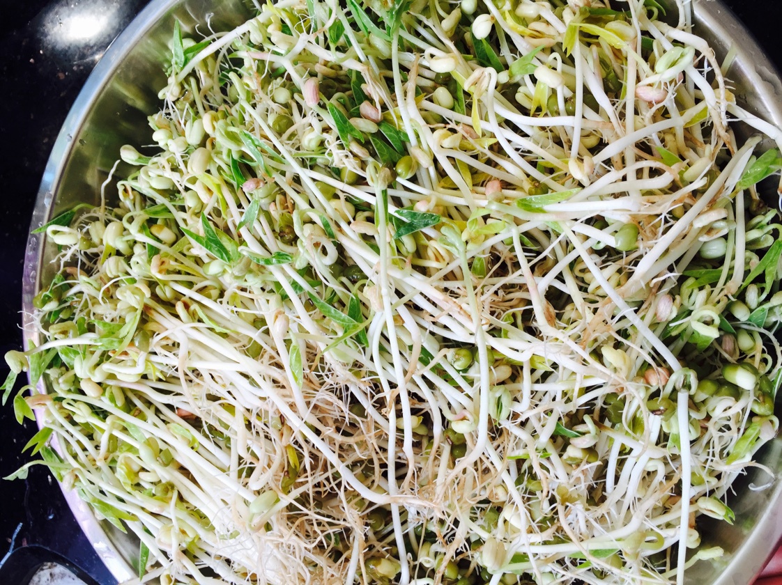 自制豆芽