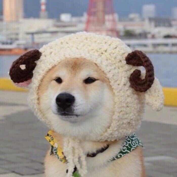 一颗大宁