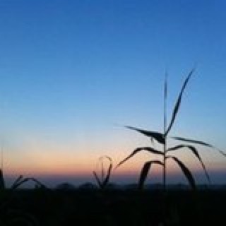 一一的麦兜