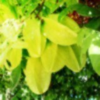 雨林花台