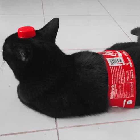 一斤猪肉不要钱