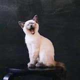 猫猫18