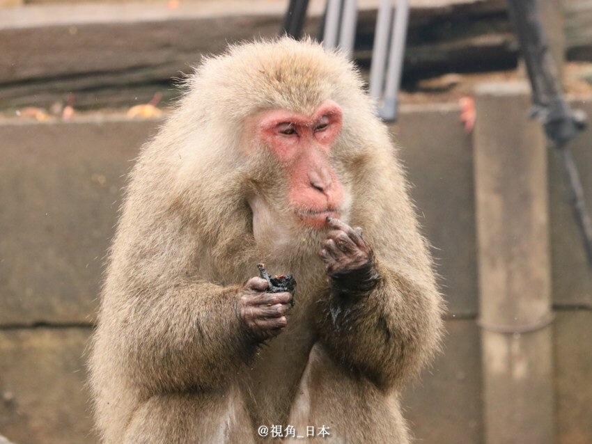 最近吃什么