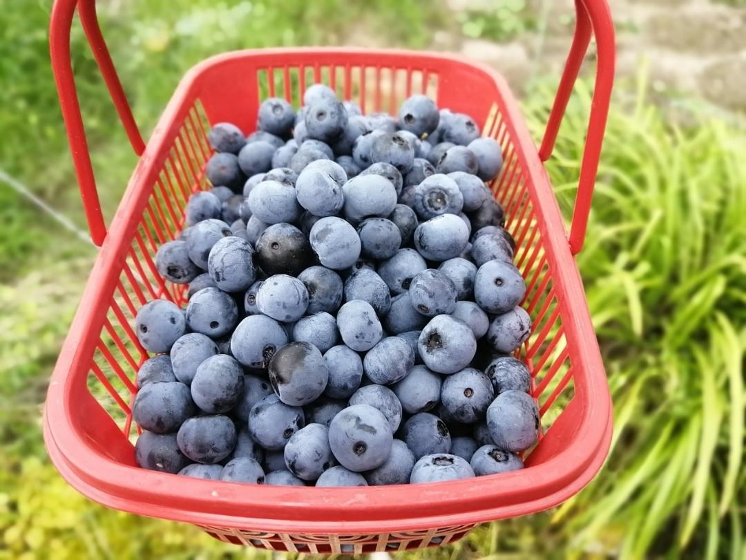 自制蓝莓酱[这配方太绝了，味道极好]