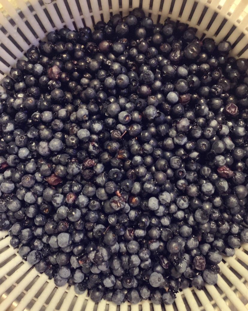 自制蓝莓酱