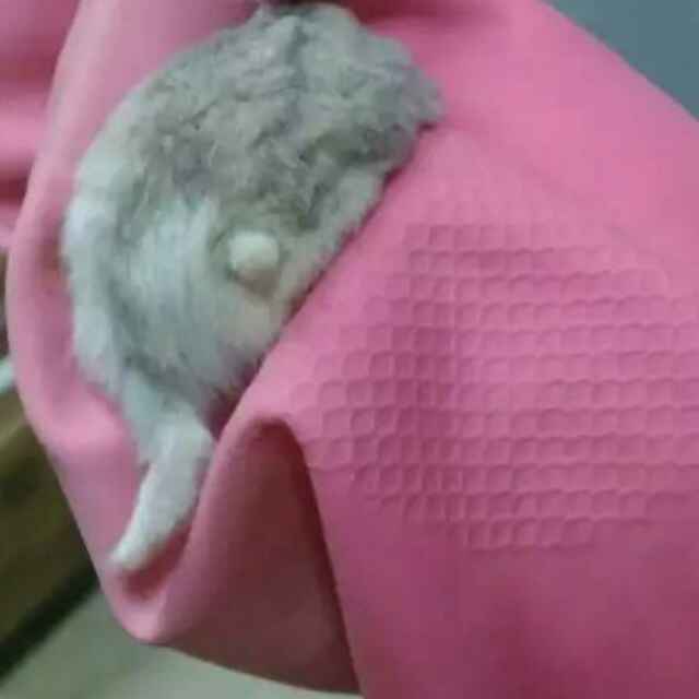 卡卡西的胖次
