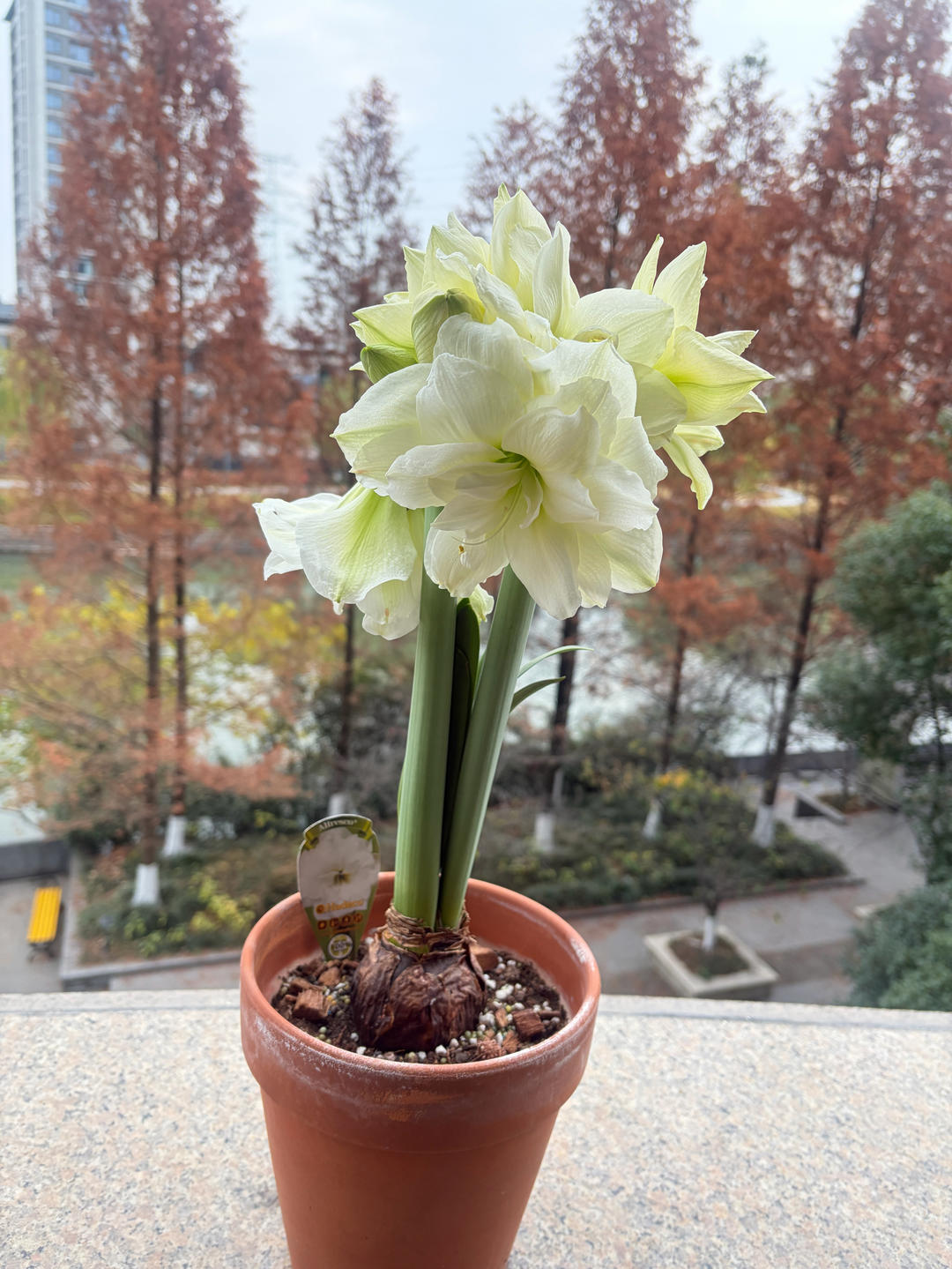 早餐•2025年12月12日