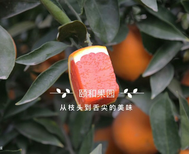 步骤图 不一样的红肉橙的做法 不一样的红肉橙的做法步骤 菜谱 下厨房 步骤图 不一样的红肉橙的做法 不一样的红肉橙的做法步骤 菜谱 下厨房