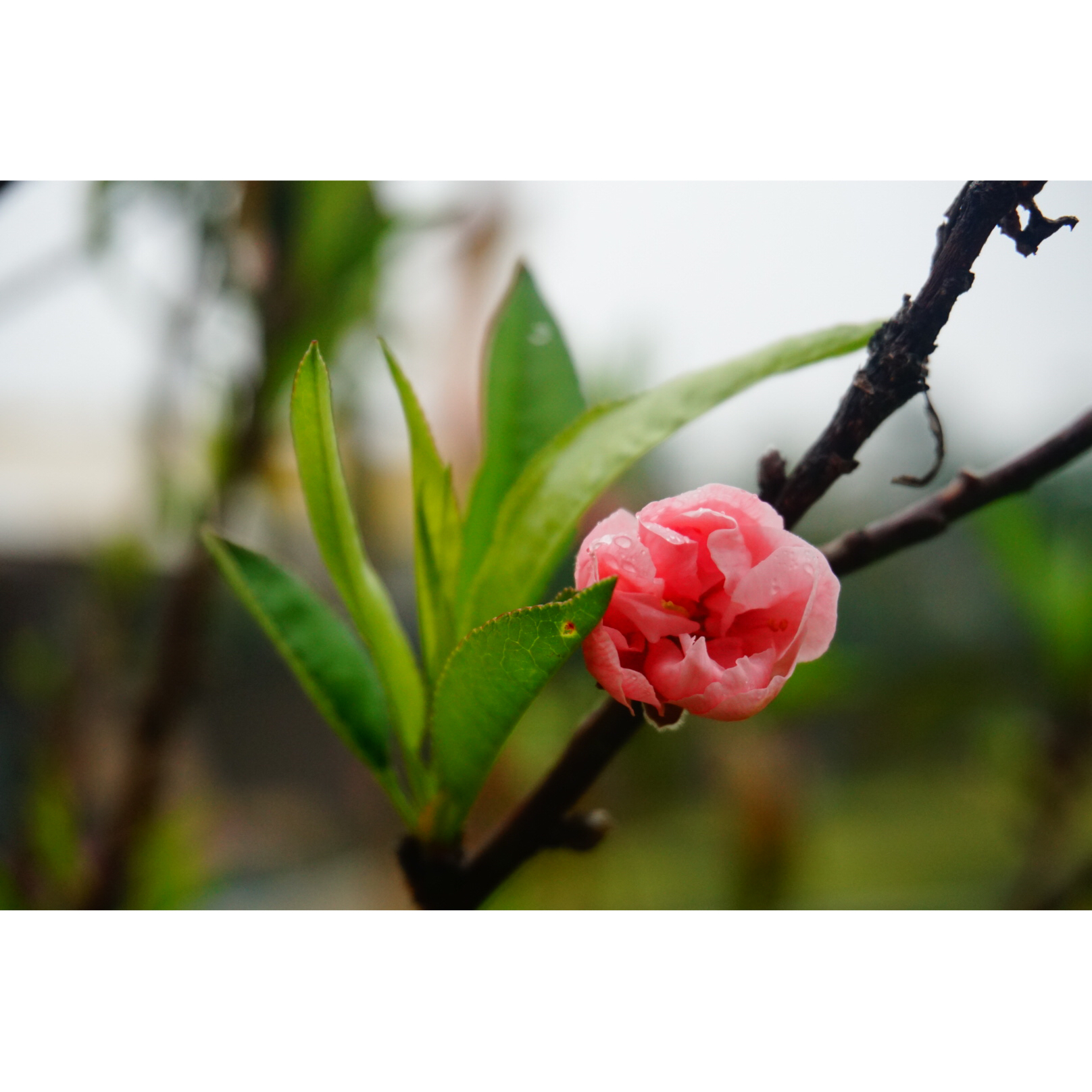 花食间