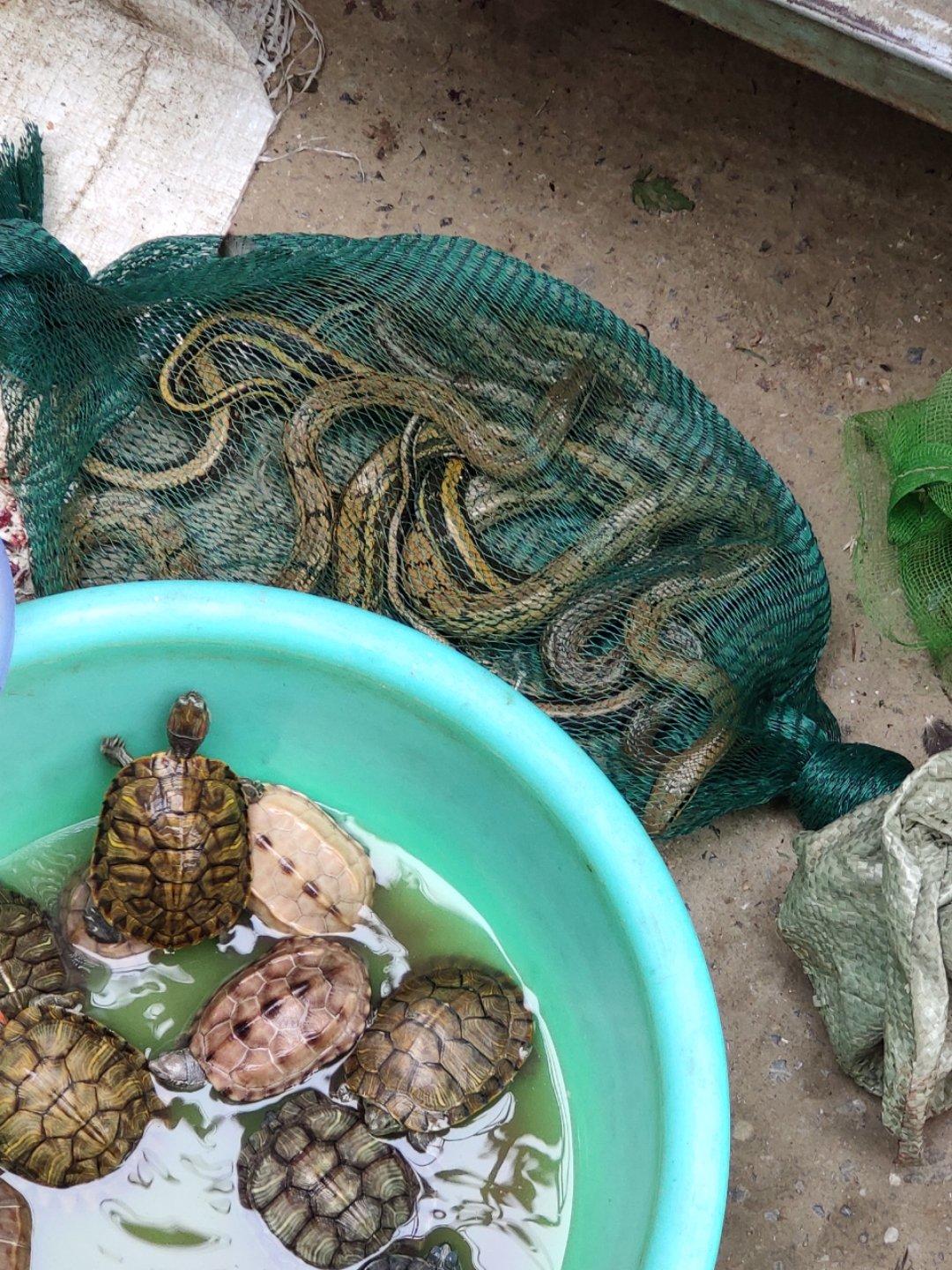 去菜市场看到了买蛇