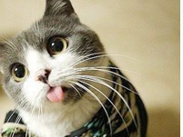 爱吃东西的小猫