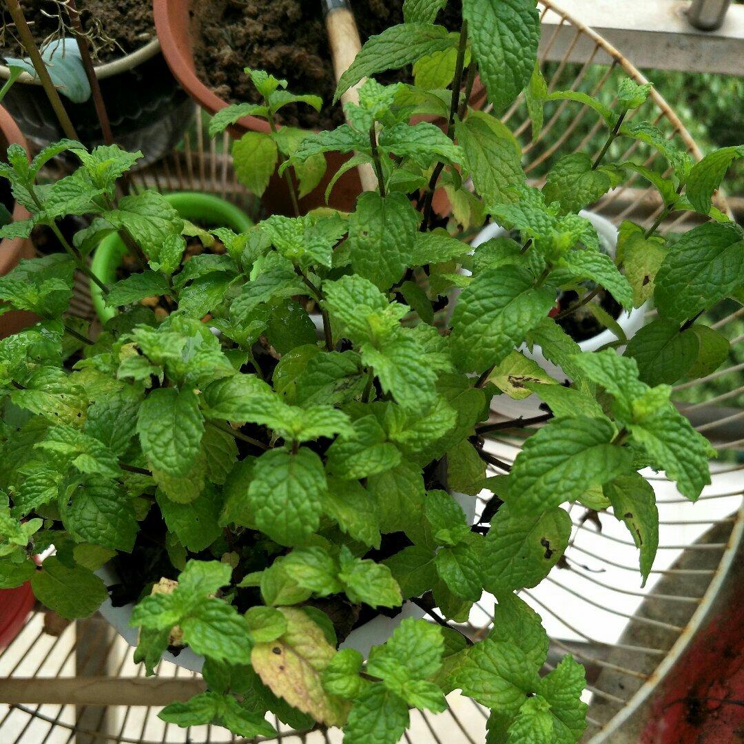 薄荷种植手册，如何把你的薄荷养到爆盆