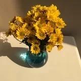 大白菜葡萄籽花生油