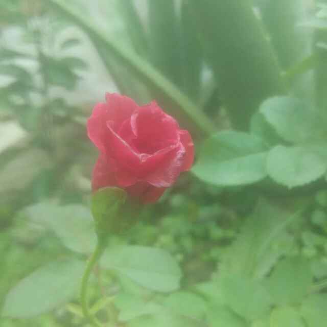流星上的玫瑰花