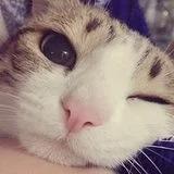 诶嘿_