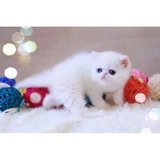 怕黑的小白的厨房