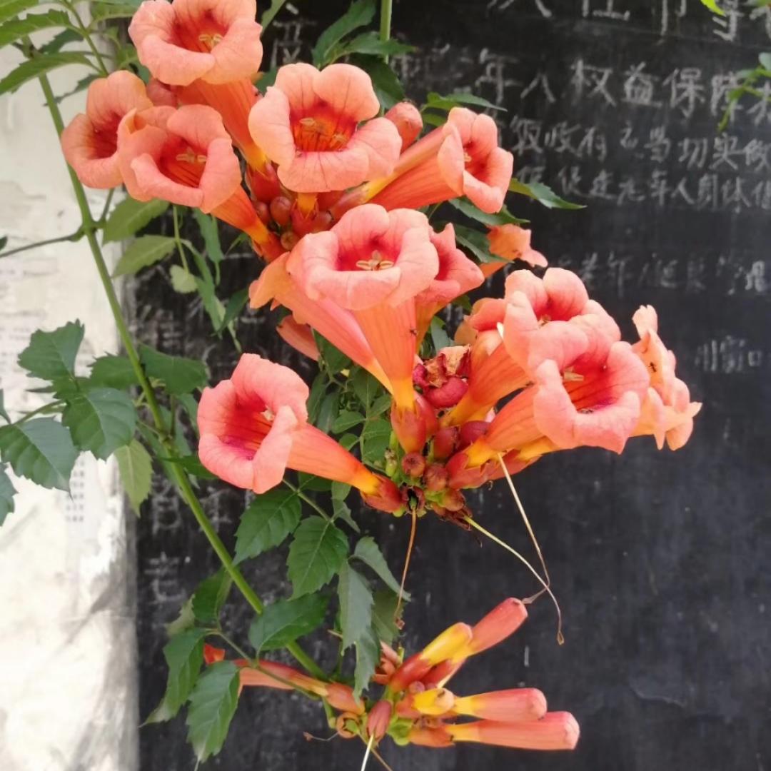 缇子-1