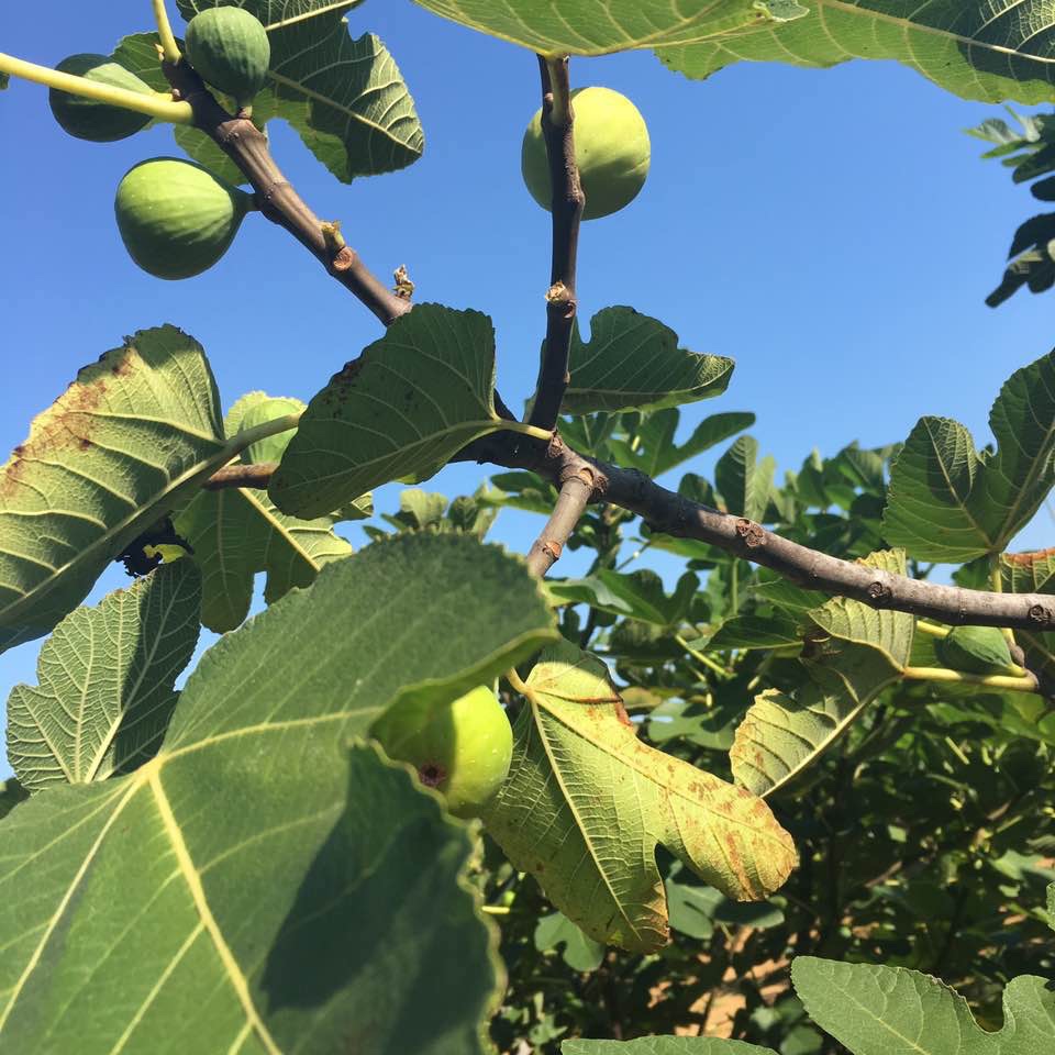 无花果土豪吃法