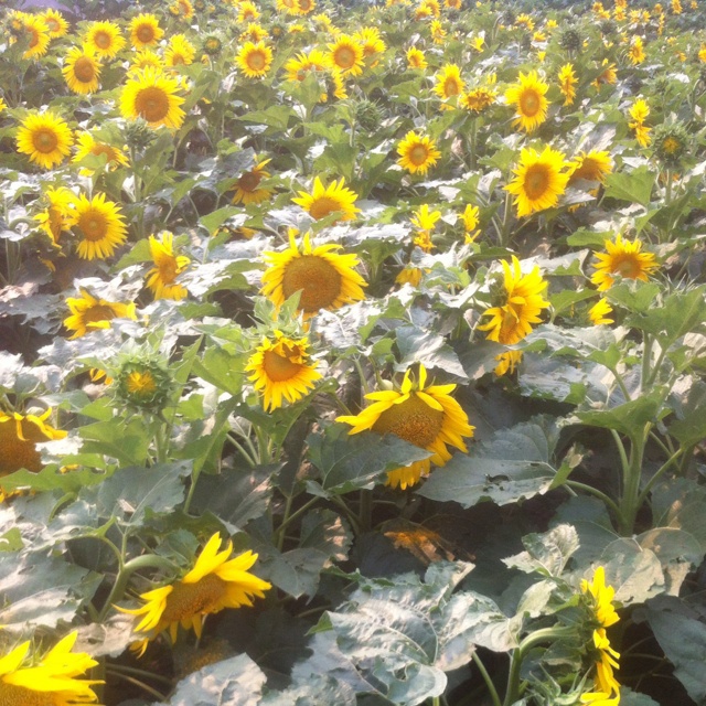 午餐•2014年6月21日